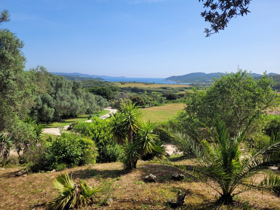Wijngaard Corsica Wijngaard Corsica