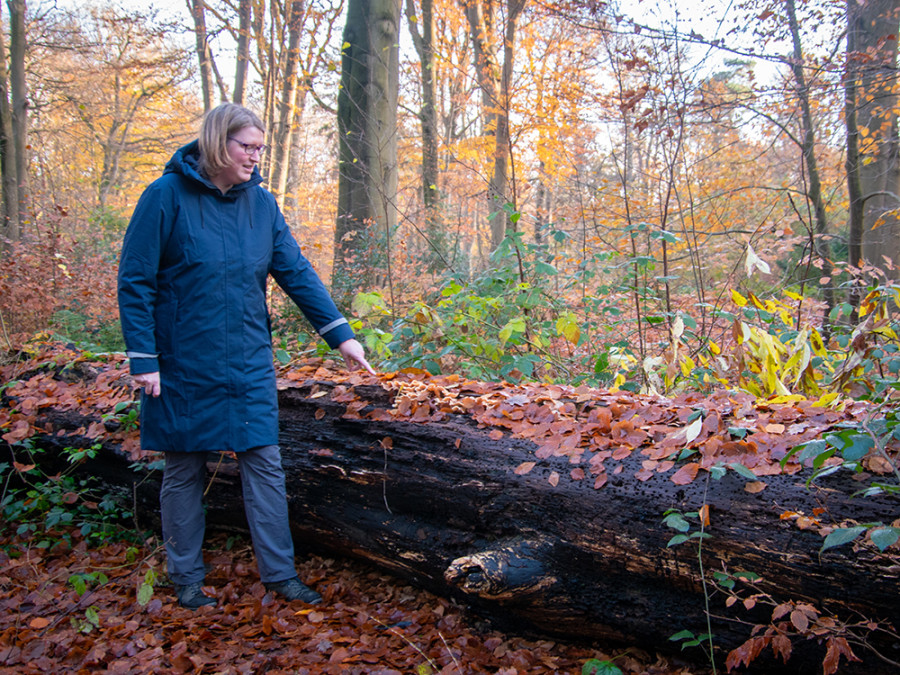 Wandelen op een herfstdag Wandelen op een herfstdag