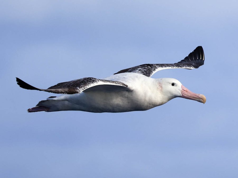 Wandering albatross