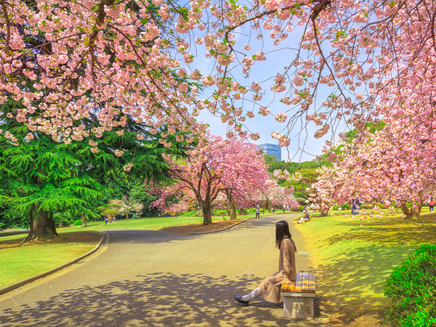 Sakura in Tokyo