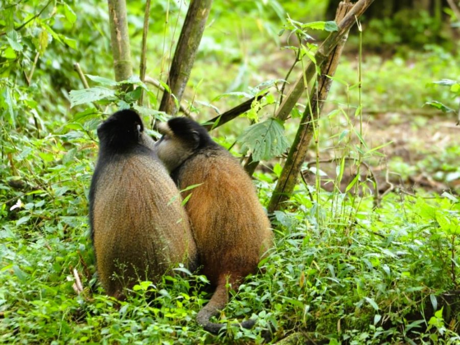 Koppel Golden monkeys