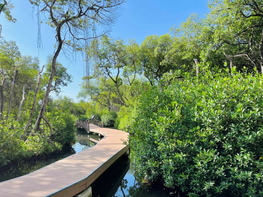 Curaçao Rif Mangrove Park