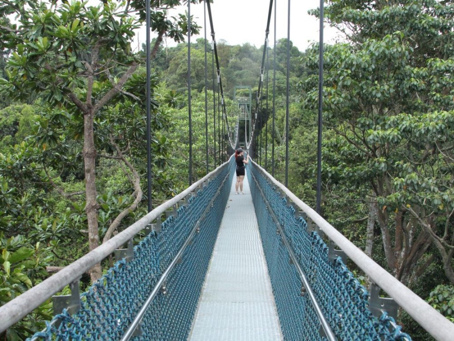 Hangbruggen in MacRitchie Hangbruggen in MacRitchie