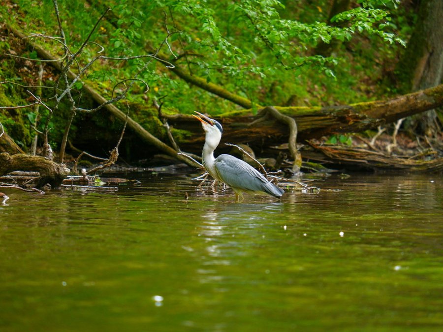 Vogels Krutynia Trail Vogels Krutynia Trail
