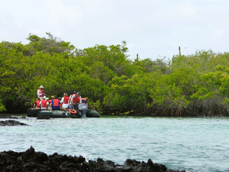 Mangrove Mangrove