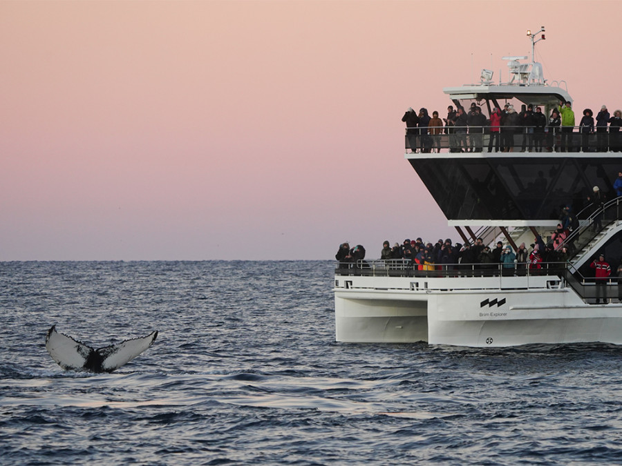 Whale Watching Tour Noorwegen