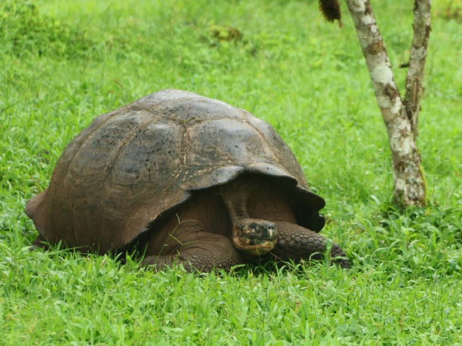 Giant Tortoise Giant Tortoise