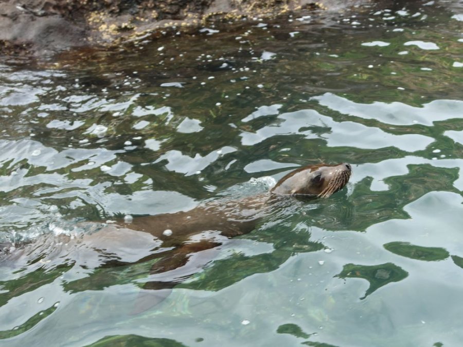 Dieren Edén Islet Dieren Edén Islet