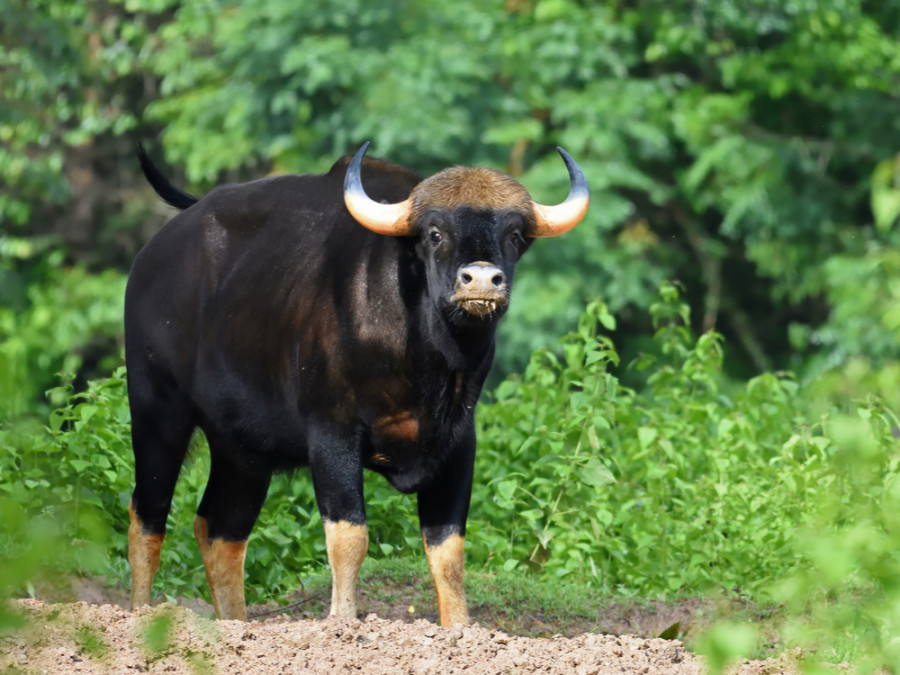 Gaur India