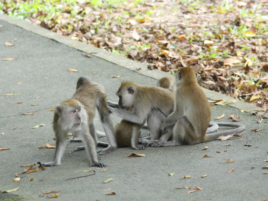 Apen in Macritchie