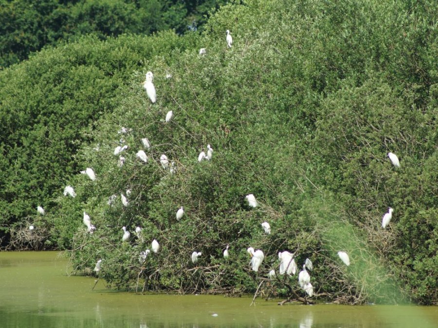 Reigers Lac du Der Reigers Lac du Der