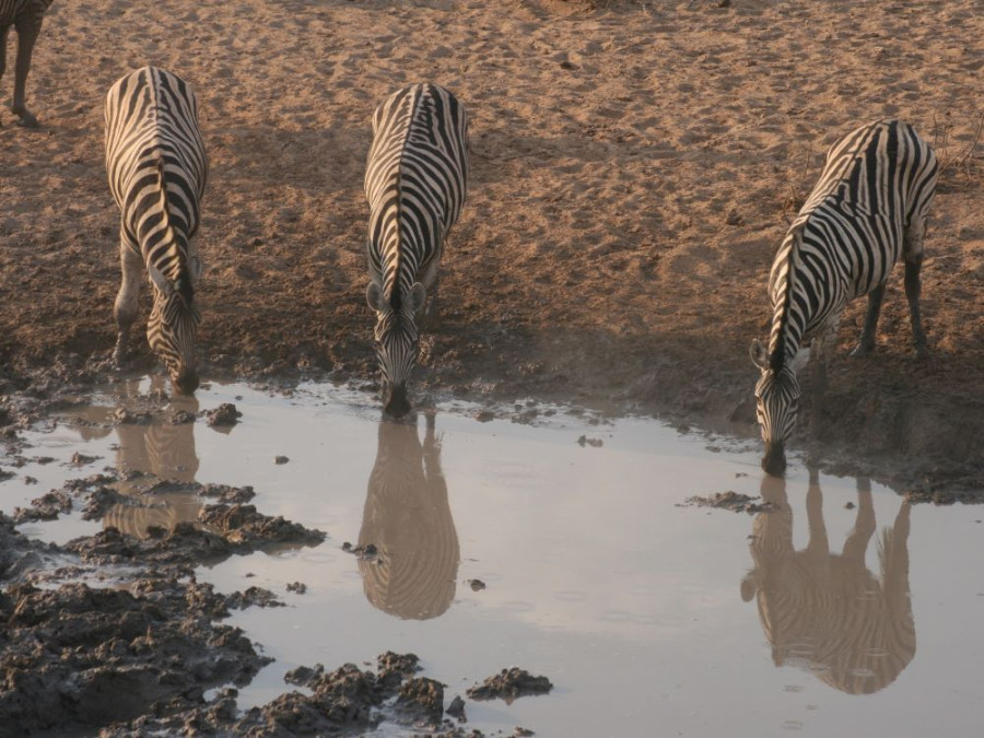 Etosha zebra's