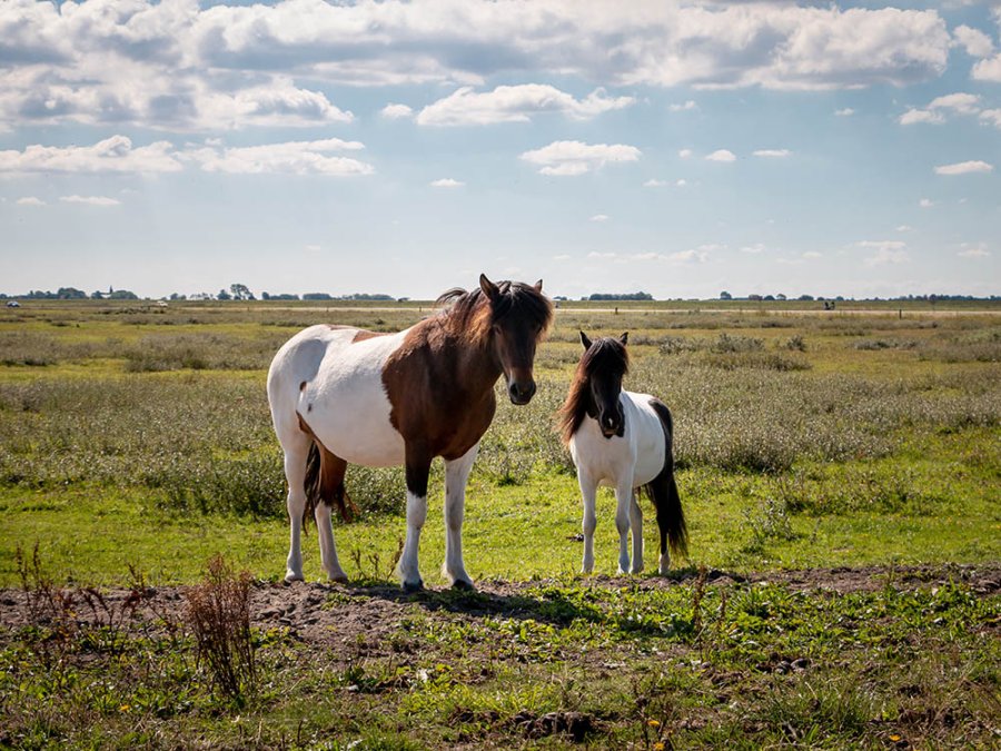 Konikpaarden Lauwersmeer