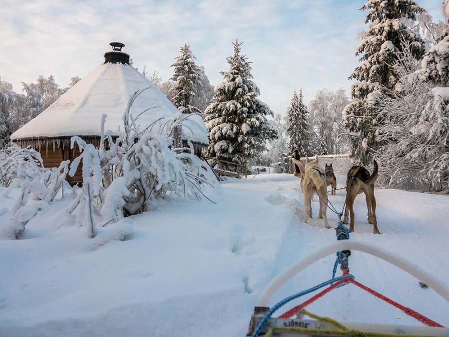 Sledetocht met husky's