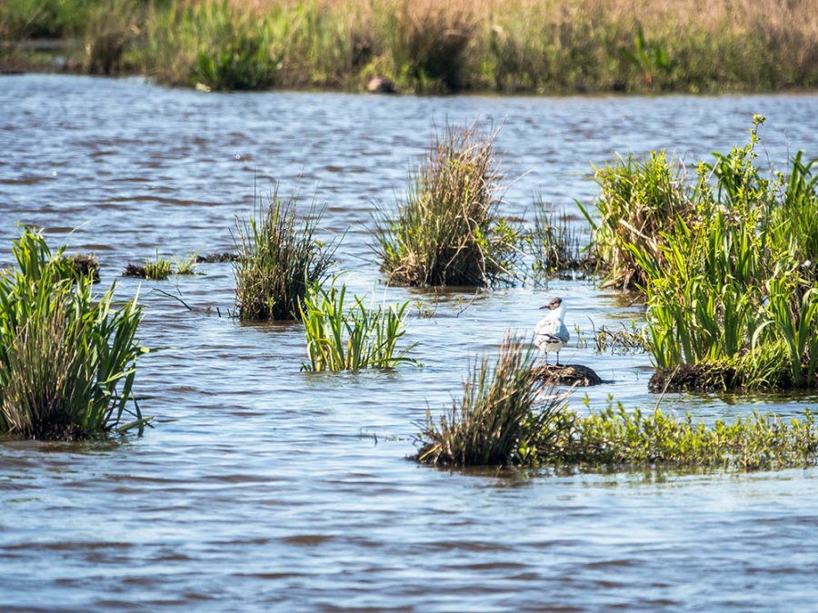 Vogels de Onlanden