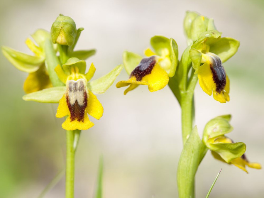 Orchideeen op Formentera Orchideeen op Formentera