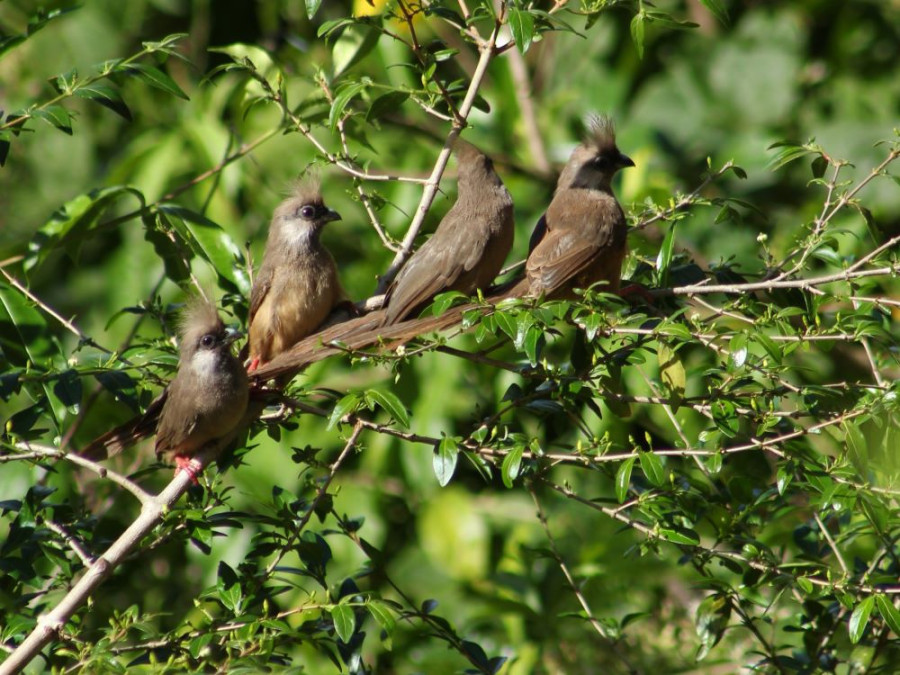 birds Shimba Hills birds Shimba Hills