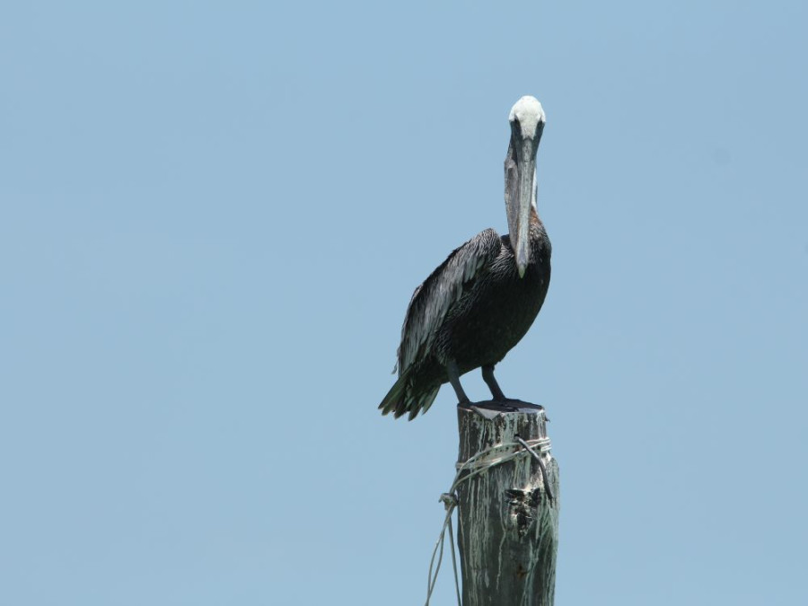 Pelikaan Mexico