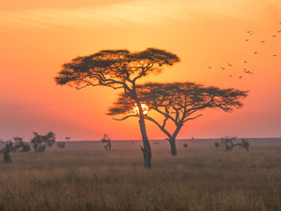 Sunset Serengeti