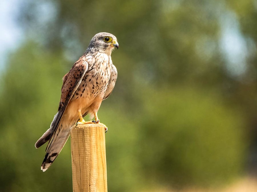 Torenvalk bij Durbuy