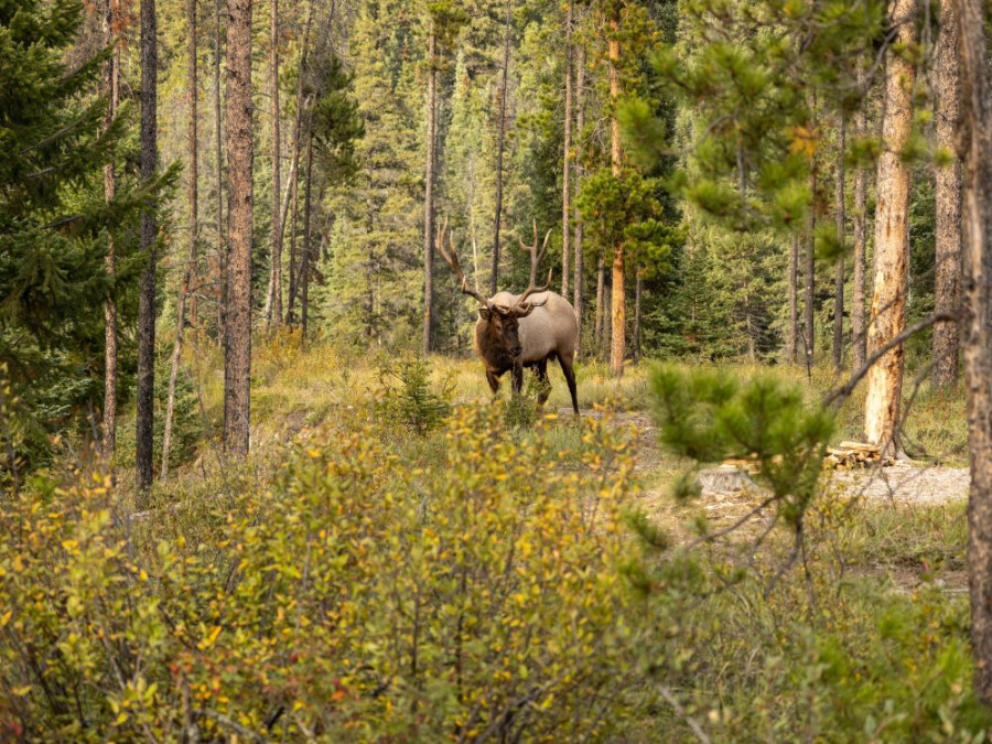 Wapiti Canada