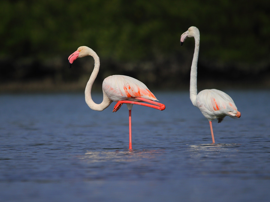 Flamingo's