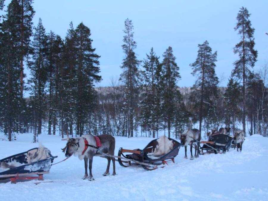 Rendierentocht Lapland