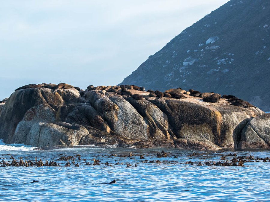 Pelsrobben Hout Bay Pelsrobben Hout Bay