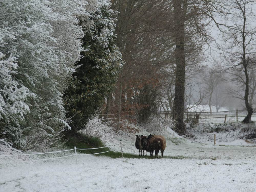 Schapen in de wei Schapen in de wei