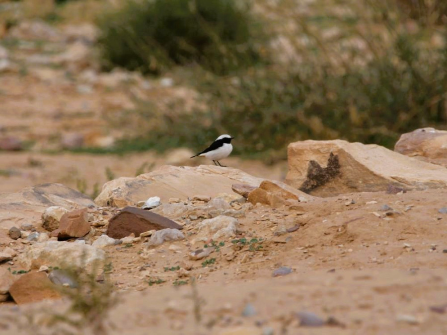 Vogel Jordanië