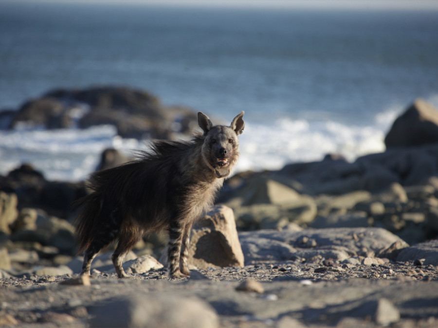 Bruine hyena Skeleton Coast