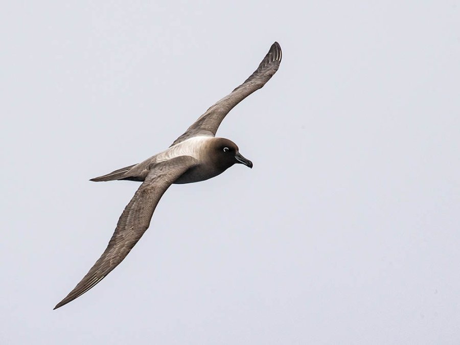 Light-mantled Sooty Albatross