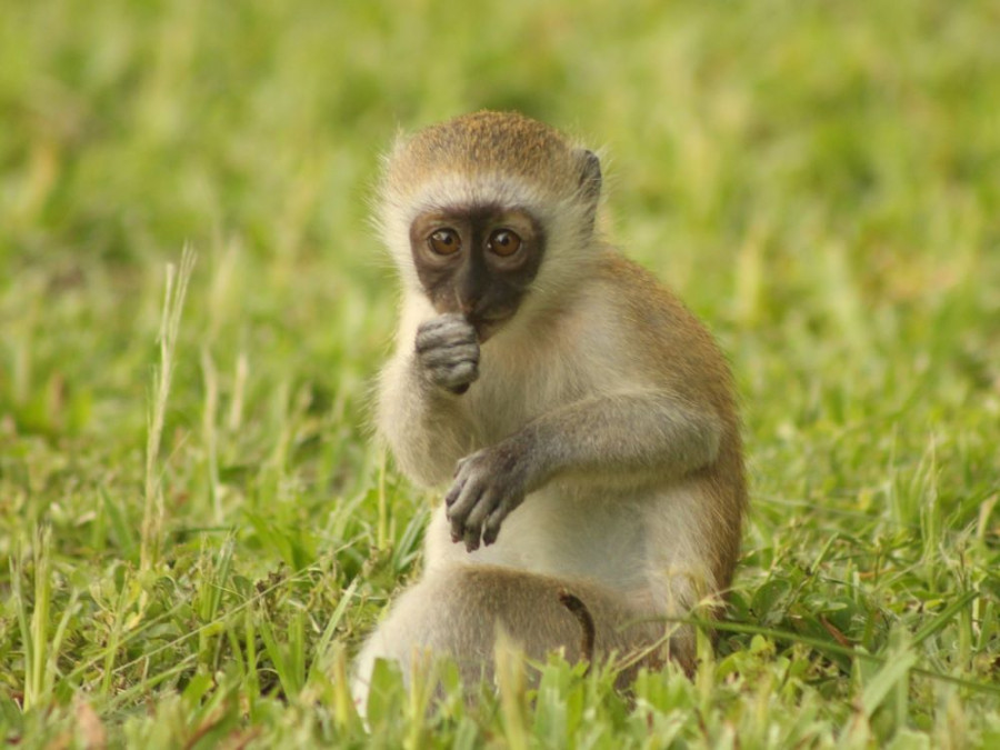 Groene meerkat Kenia Groene meerkat Kenia
