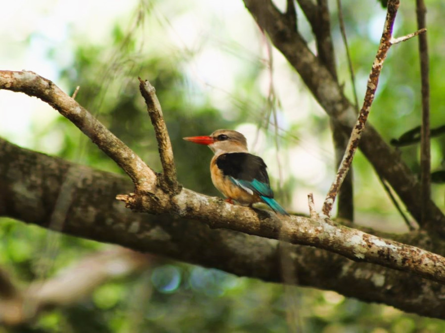 IJsvogel Kenia Shimba Hills IJsvogel Kenia Shimba Hills