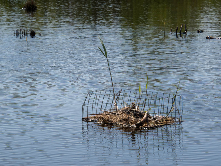 zwarte stern Naardermeer