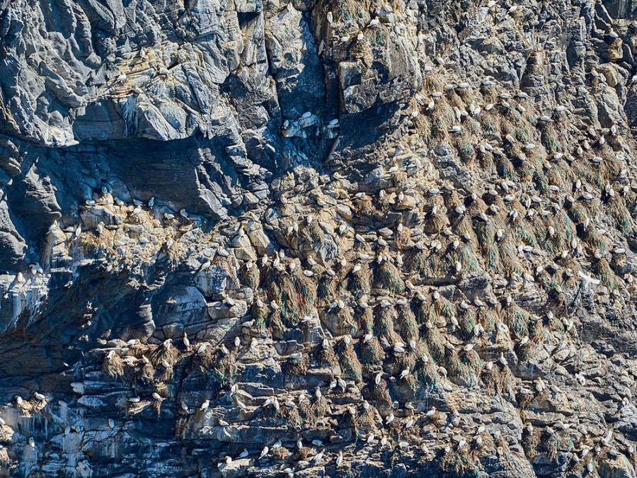 Northern gannets Northern gannets