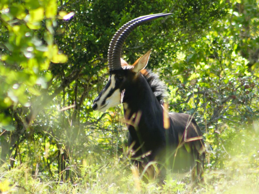 Sable antilope Kenya Sable antilope Kenya