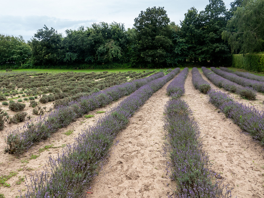 Lavendel op Jersey