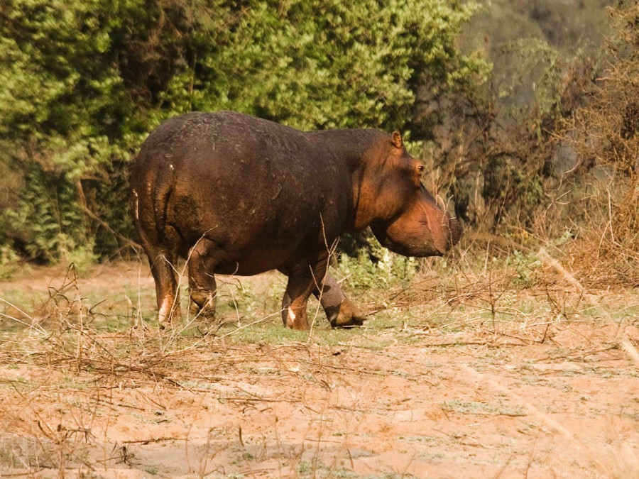 Nijlpaard Mana Pools