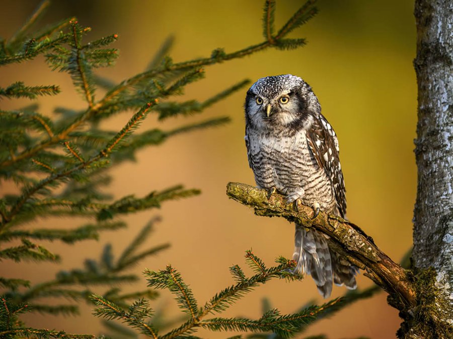 Northern hawk owl