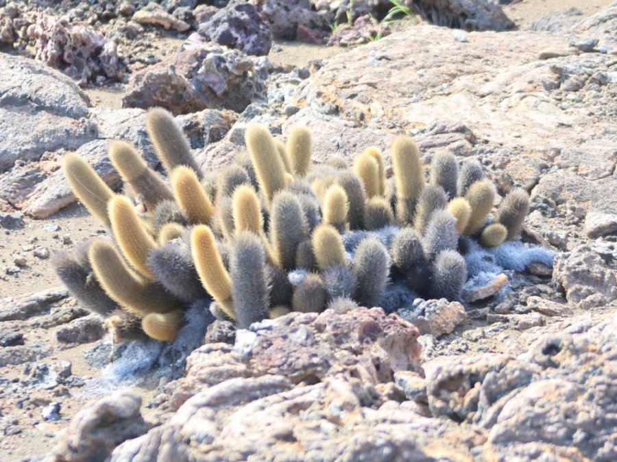 Cactussen Galapagos