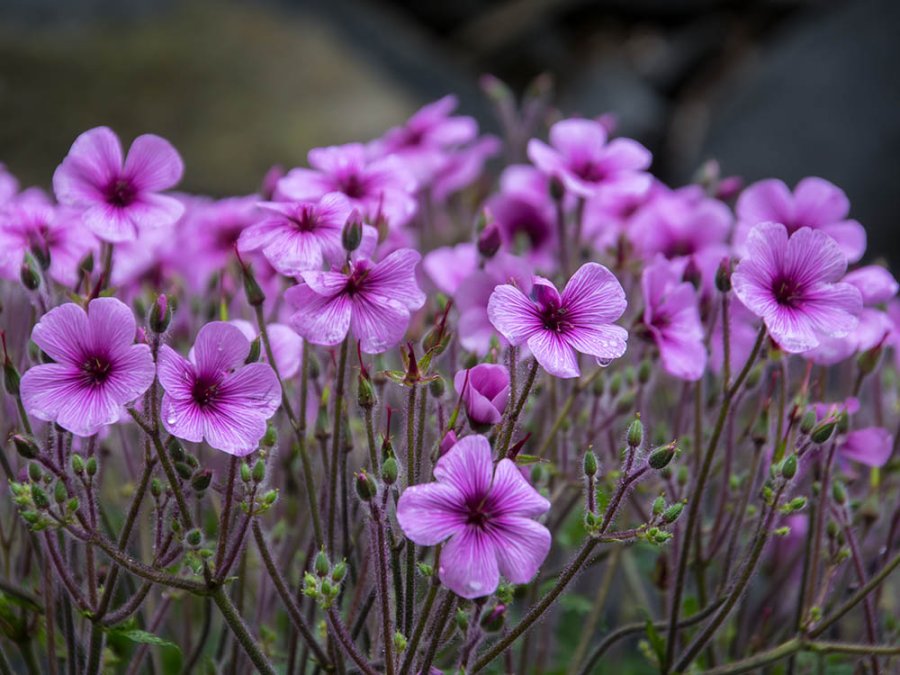 Bloemeneiland Madeira Bloemeneiland Madeira