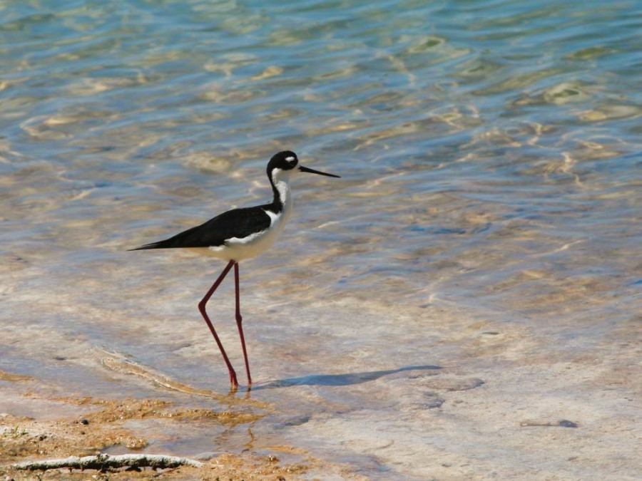 Watervogel Sint Maarten