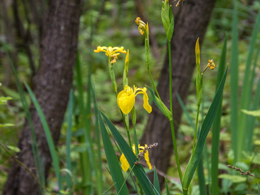 Vegetatie Naardermeer