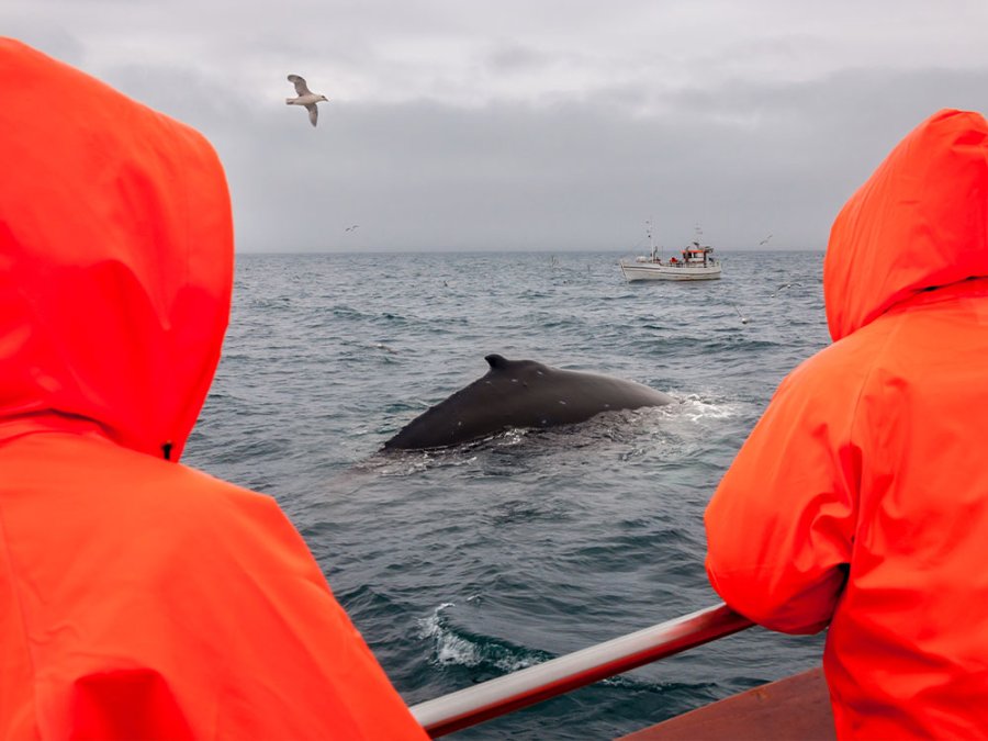 Walvissen in Húsavík