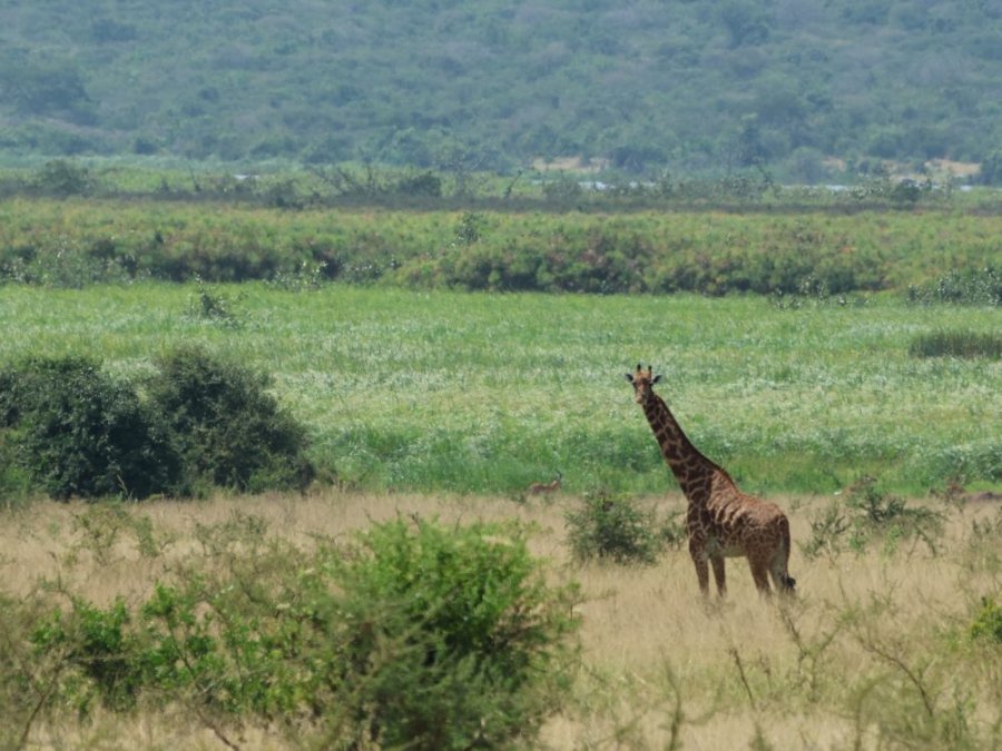 Wildlife Akagera