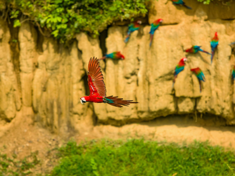 Manu National Park