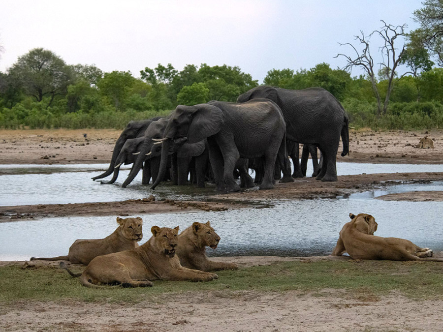 Olifanten en leeuwen in Hwange