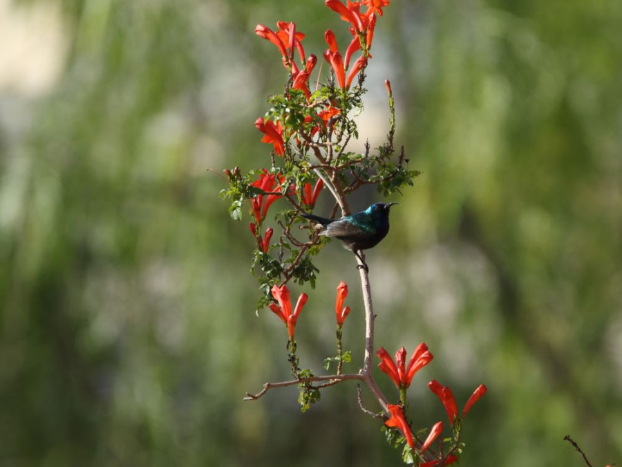 Vogels in Jordanië