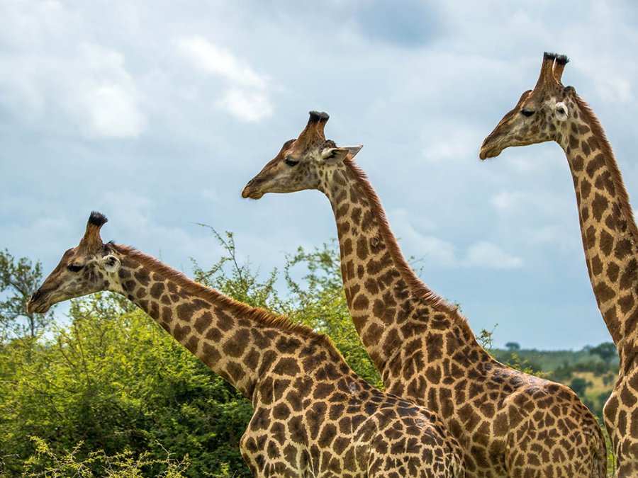 Giraffes in Kruger Giraffes in Kruger